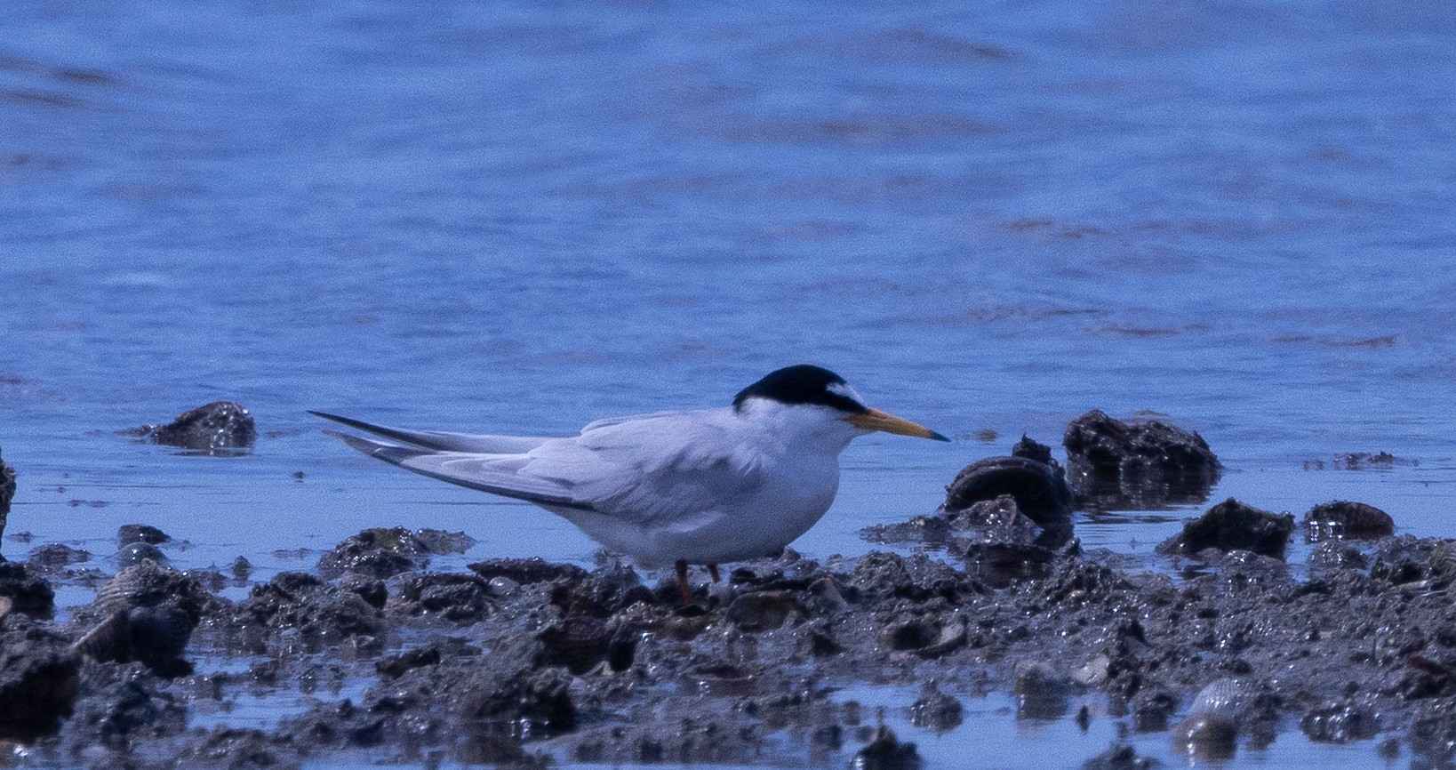 Little Tern
